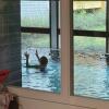 30 Schwimmbad